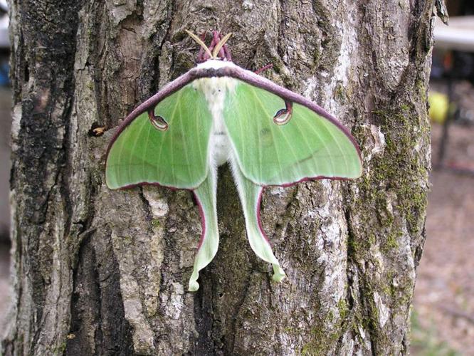 Get up close and personal with bugs, more at Insect Day | Entertainment ...