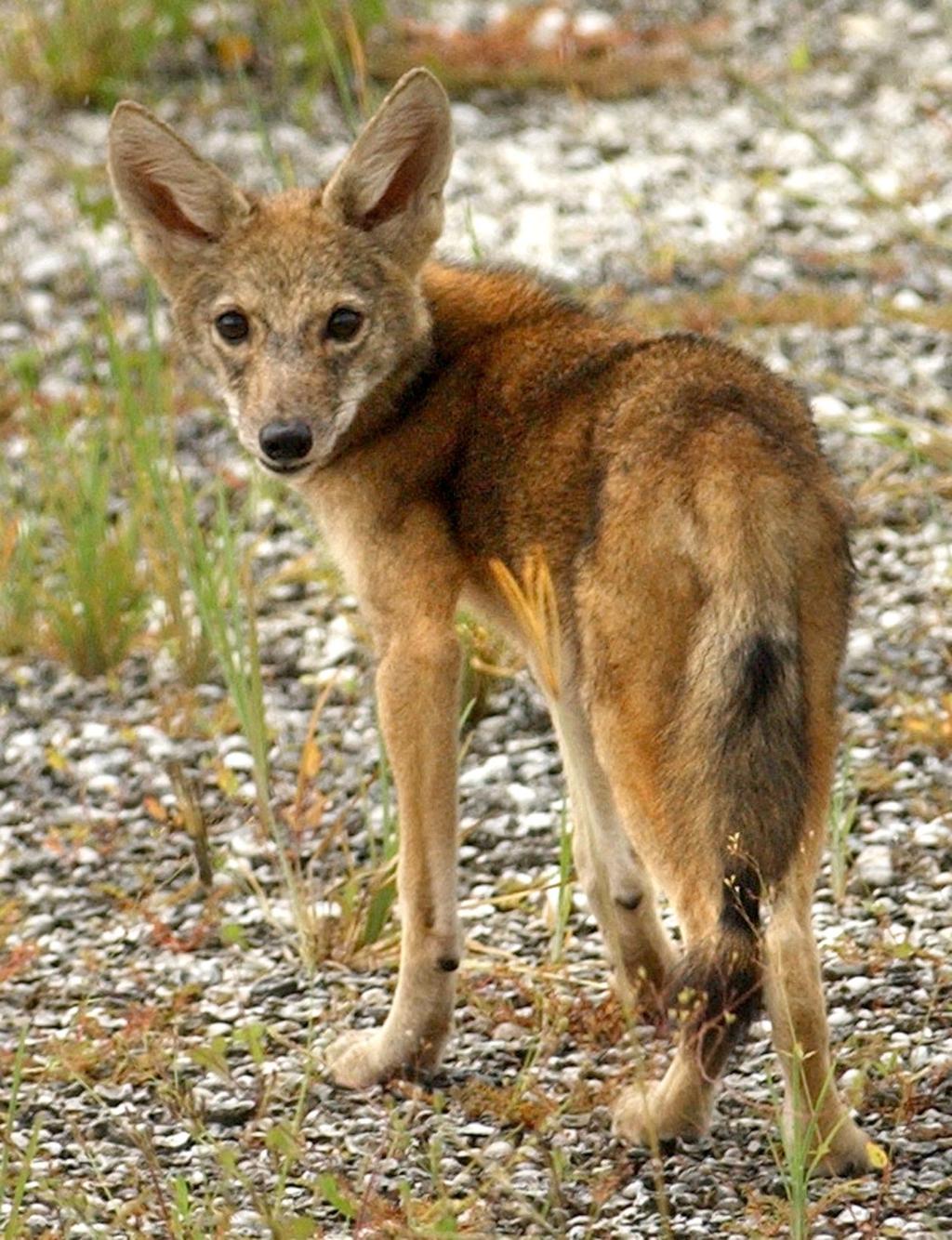 coyotes animals facts on Coyotes In Your Baton Rouge Neighborhood Here Are A Few Things To Know Experts Say Entertainment Life Theadvocate Com