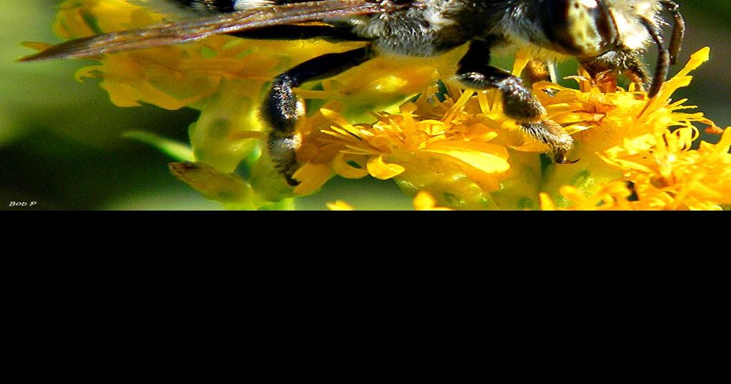 What to do when Baton Rouge is swarmed with bees? Call this hotel, not