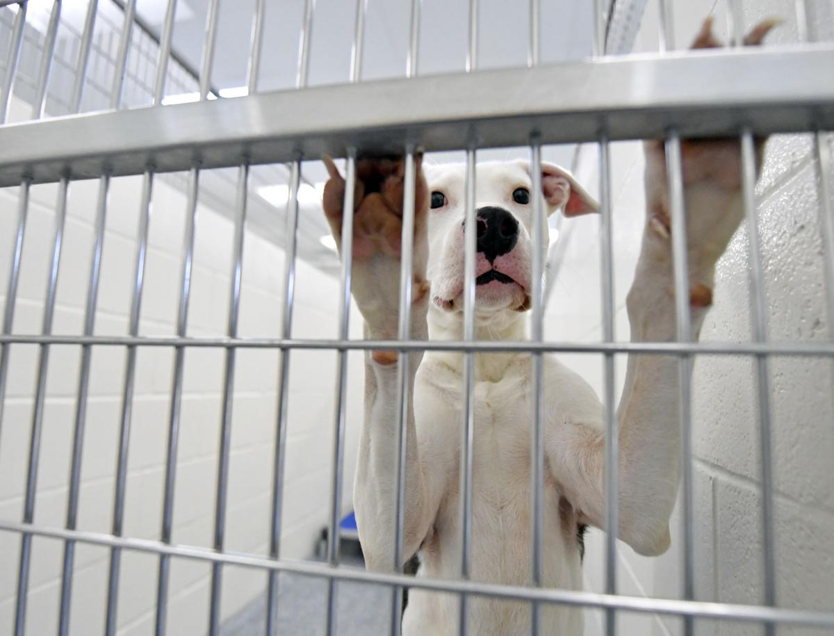This Baton Rouge 'socially conscious' animal shelter increased the
