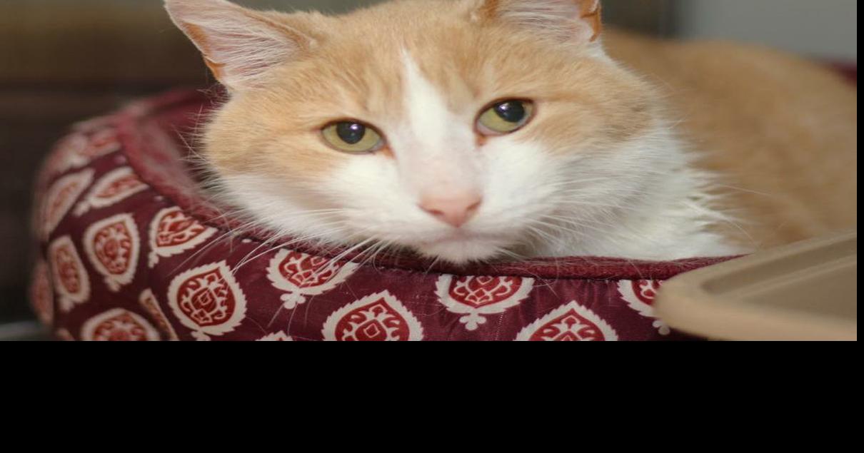 Baton Rouge cats available for adoption on April 13, 2017 Mid City