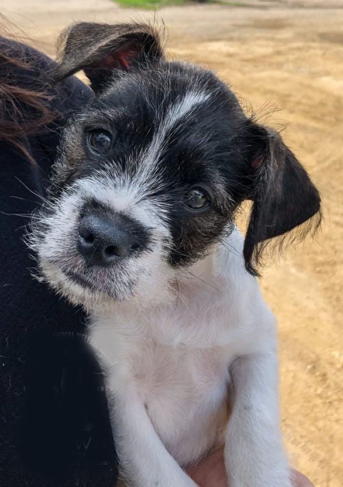 schnauzer mixed with terrier