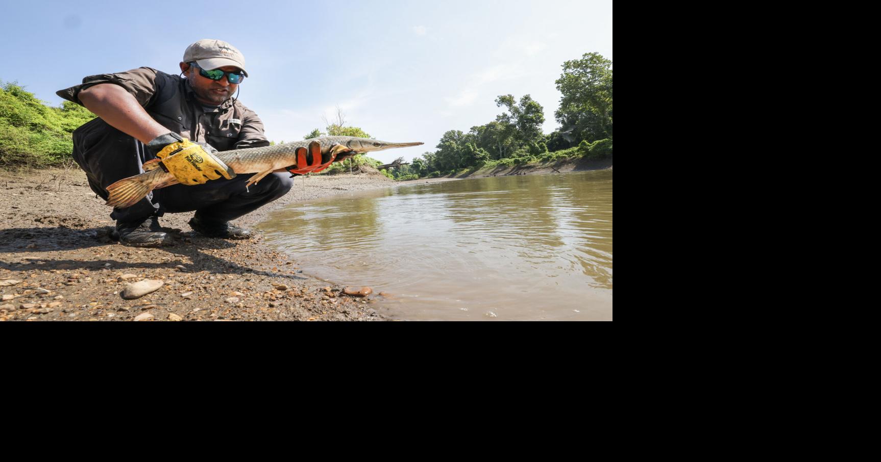Are Mississippi River restoration efforts working? Scientists say this fish could hold the answer. At Loch Leven, a one foot-long baby alligator gar is evidence of a healthy ecosystem Aug 3, 2026 12 mins ago 4 min to read