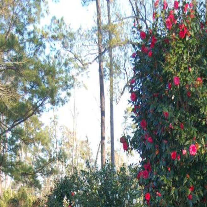 Camellias Bloom At Lacombe Site For Open House Travel