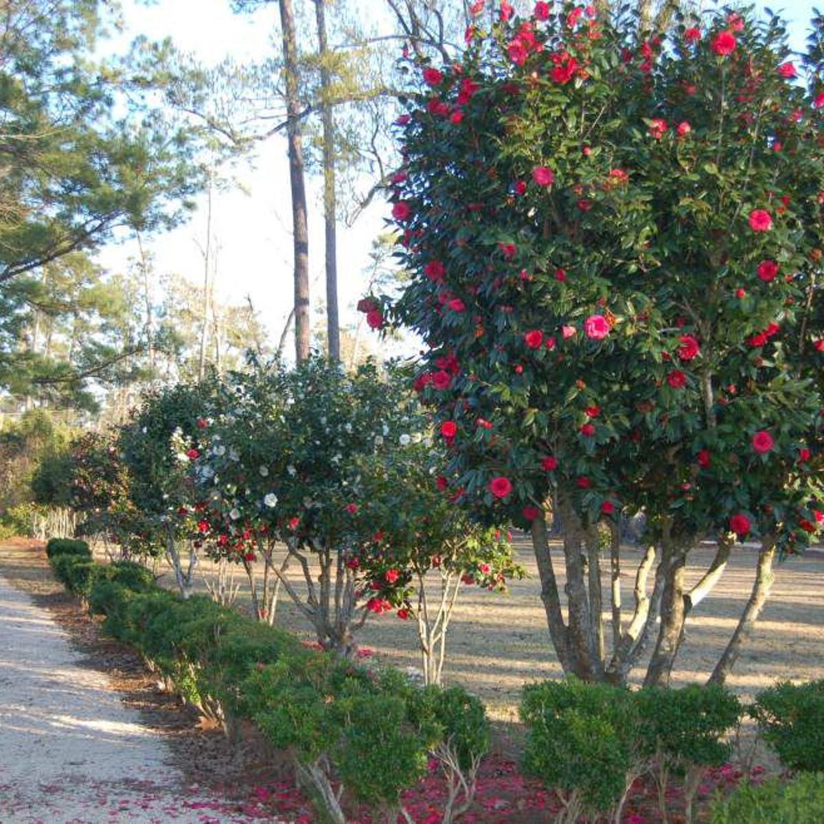 Camellias Bloom At Lacombe Site For Open House Travel