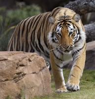 Mark Ballard: LSU needs to come to terms with Mike the Tiger nickname's Confederate past
