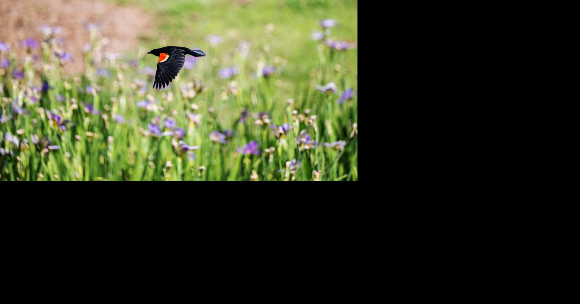 Between forest and prairie: How Moncus Park grows biodiversity in the middle of Lafayette