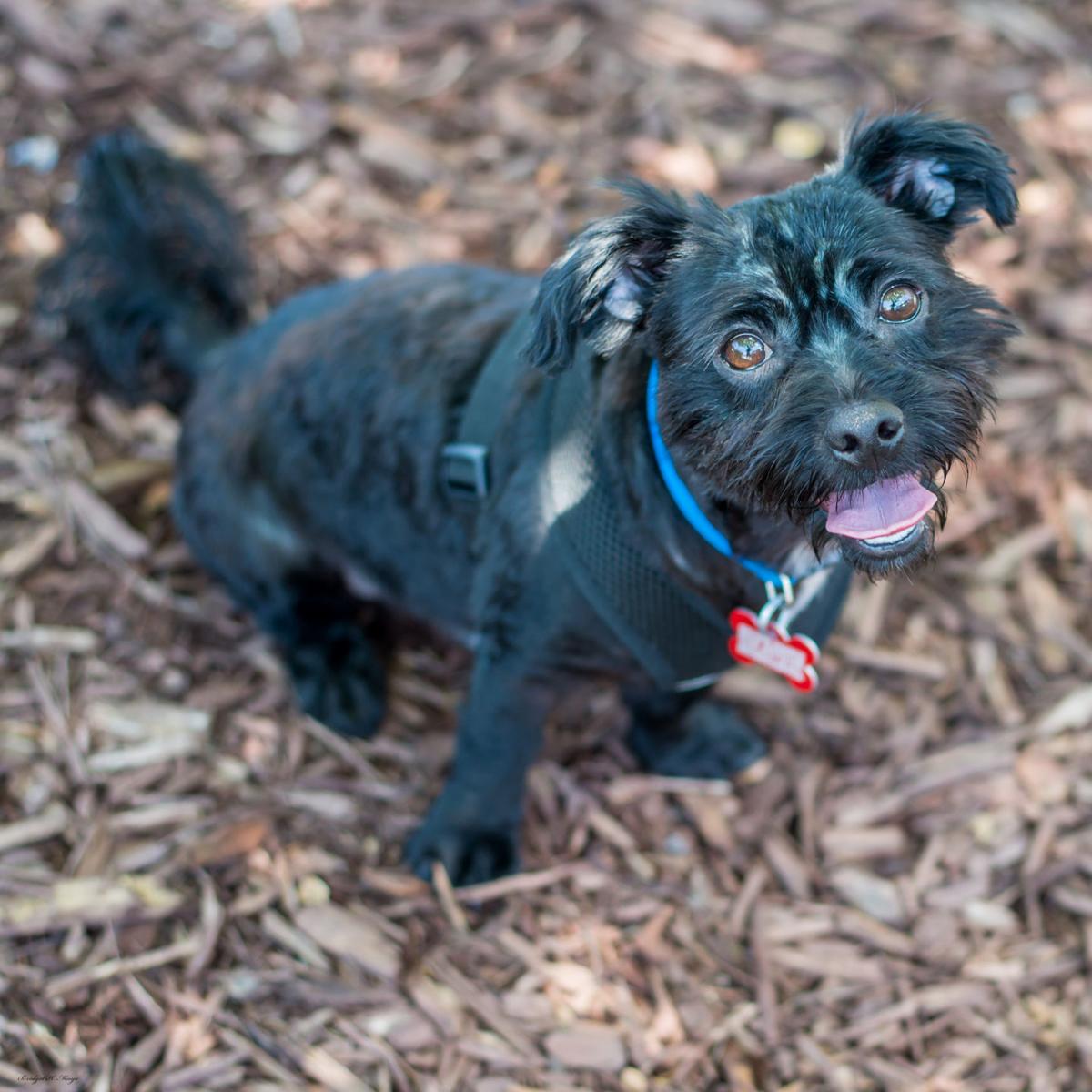 Dogs available through Second Chance Dog Rescue on Aug. 1 ...