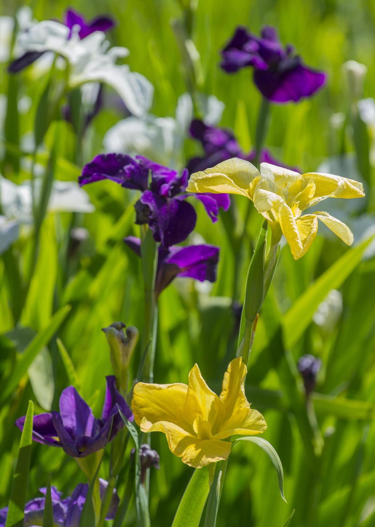 Looking After Irises / Iris - Perennial Bulb with a Majestic Appeal | Iris garden ... - Anyone who has any idea if there are more characters to come after iris ?