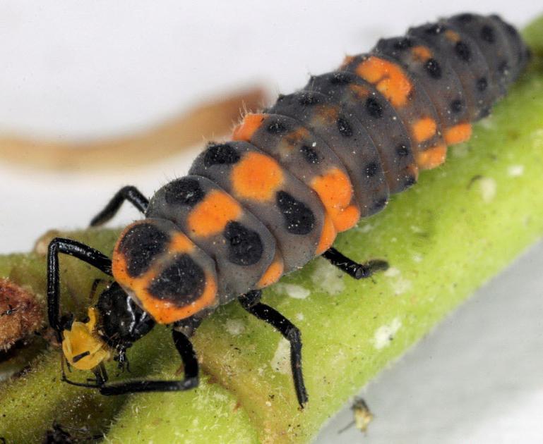 Garden News They're not pretty, but don't kill the ladybug larvae