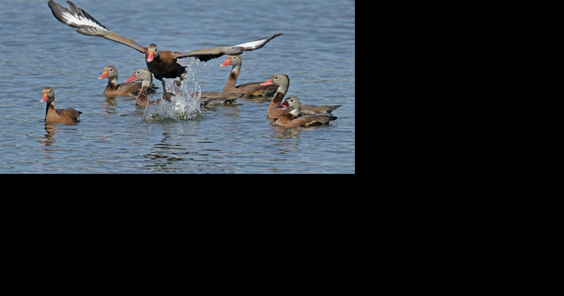 Duck season starting to heat up, but cooler weather would be welcome