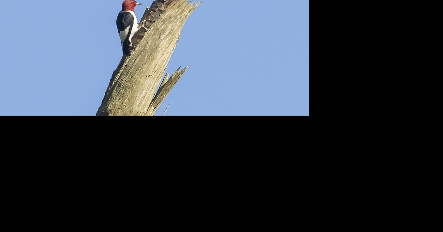 Looking for a way to sharpen your mind? Bird-watchers may have found it.