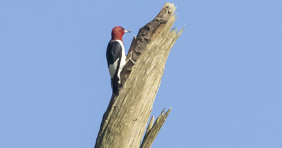 Looking for a way to sharpen your mind? Bird-watchers may have found it.