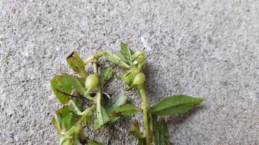 Garden News: Buttonweed is becoming public enemy No. 1 in turfgrass ...