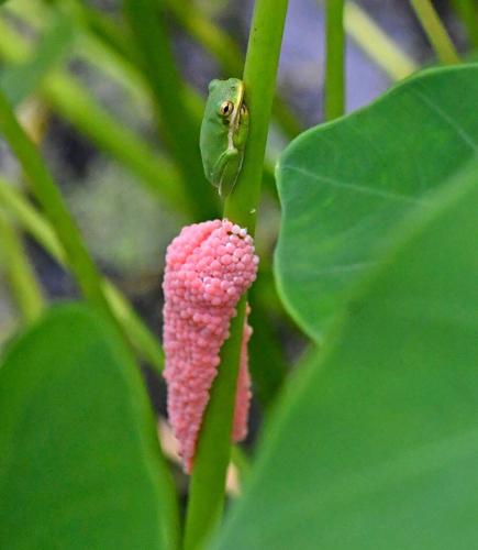 BR.fileapplesnails.adv HS 002.JPG