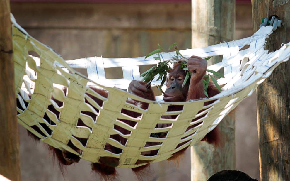 Photos: Monkeys, gators and bees, oh my! See the critters that made news this week _lowres