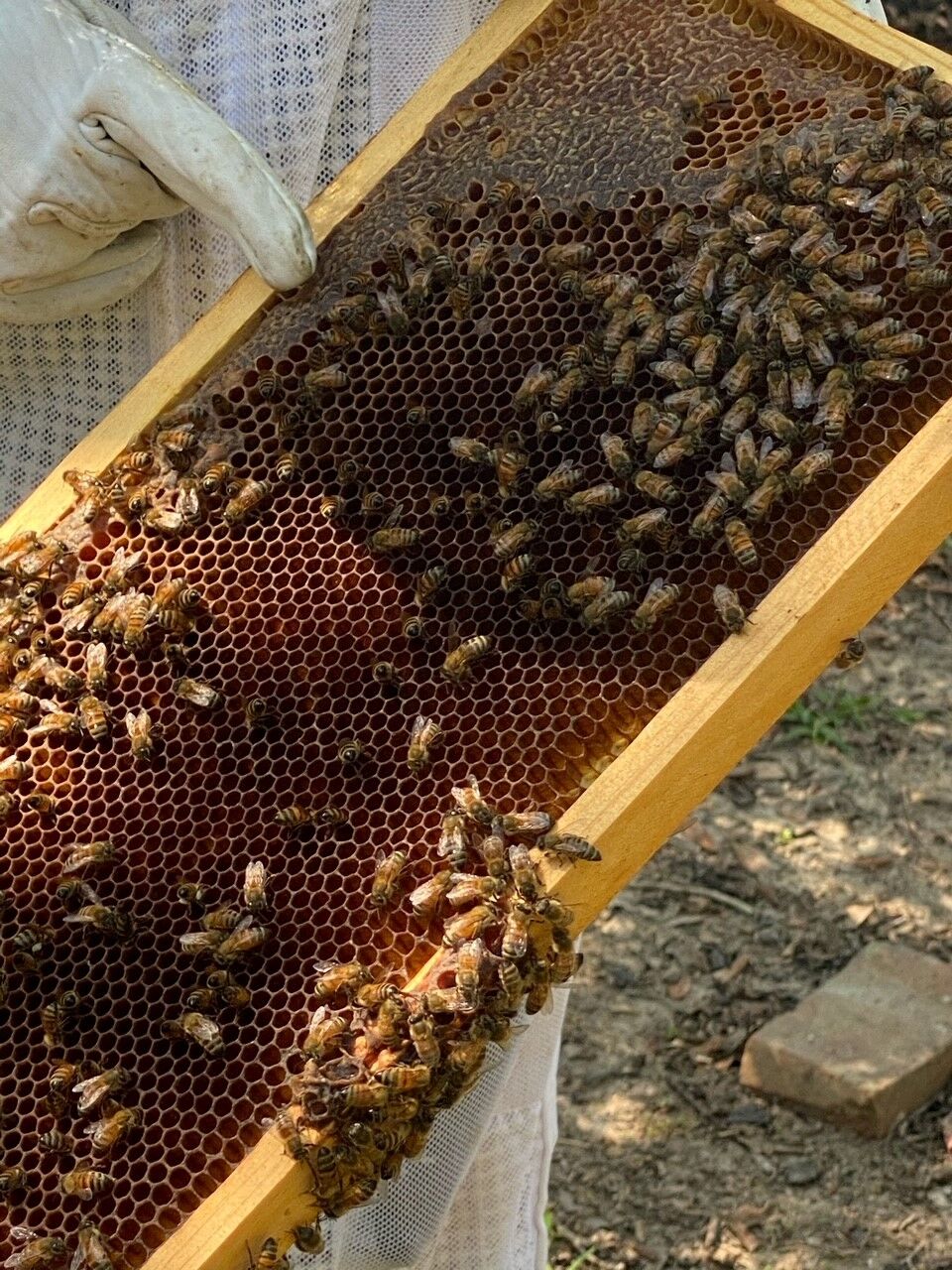 Colorado beekeepers hope to turn trend of die-offs locally