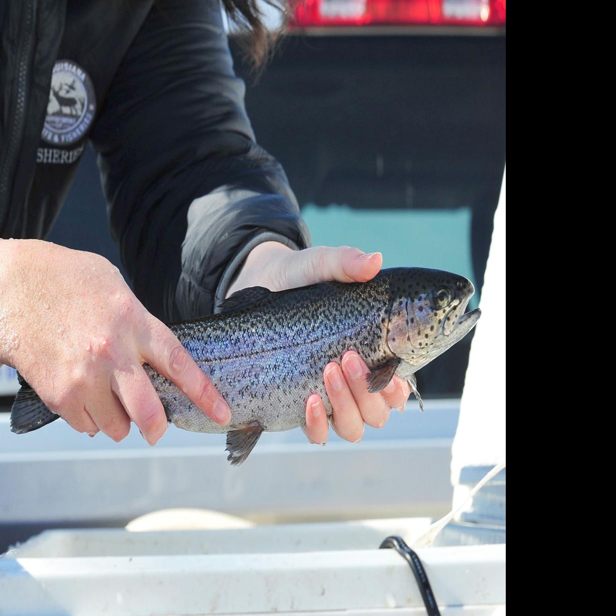 Rainbow Trout Stocked At Community Ponds Statewide Livingston Tangipahoa Theadvocate Com