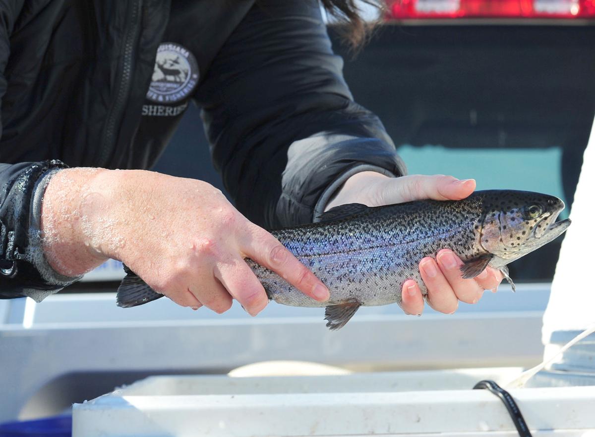 Rainbow trout stocked at community ponds statewide Livingston