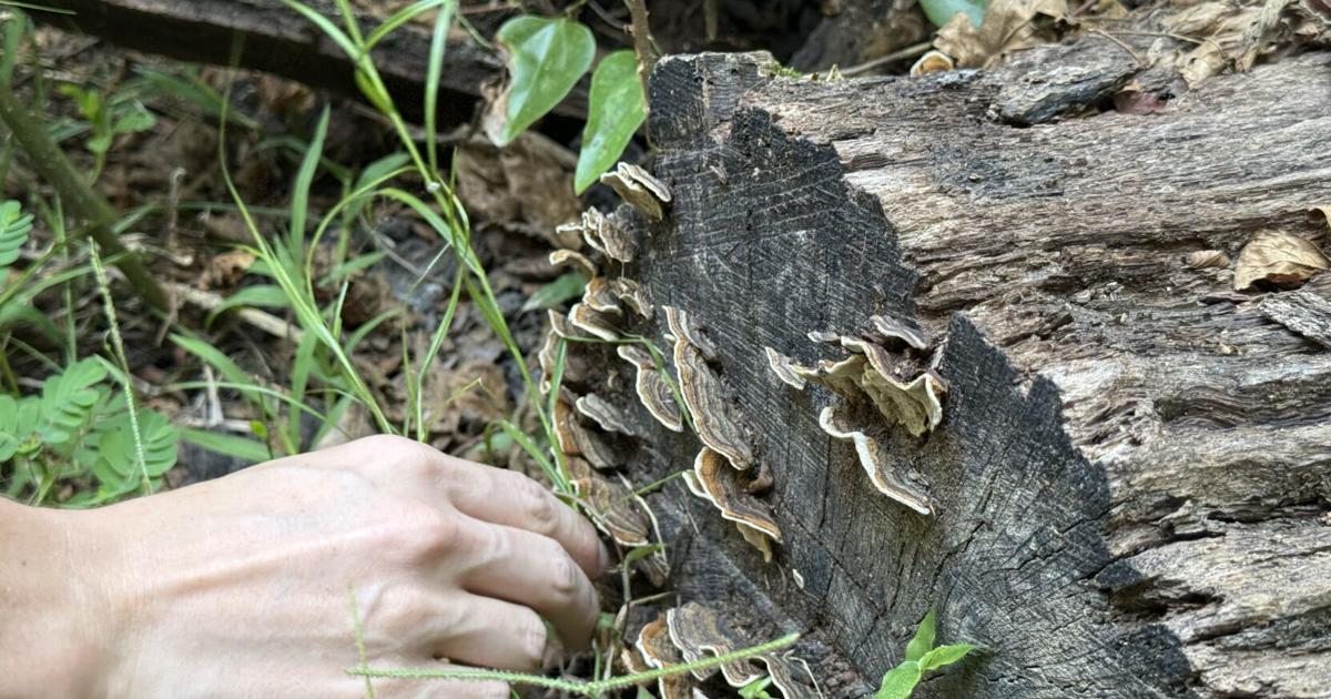 Baton Rouge business uses mushrooms to aid sleep, health