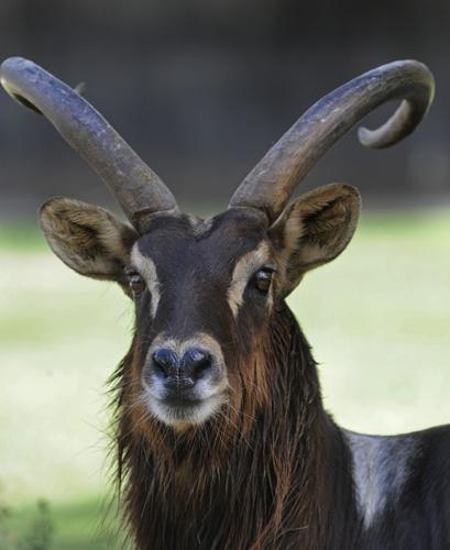 Domestic Goat  BREC's Baton Rouge Zoo