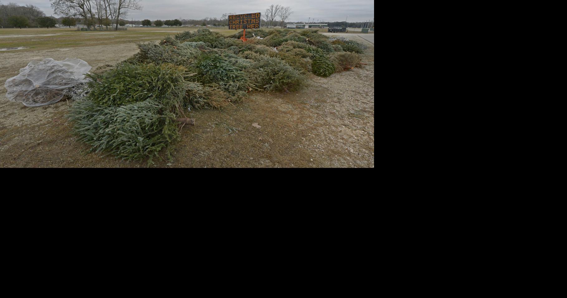 Parish Christmas tree recycling program ends Ascension