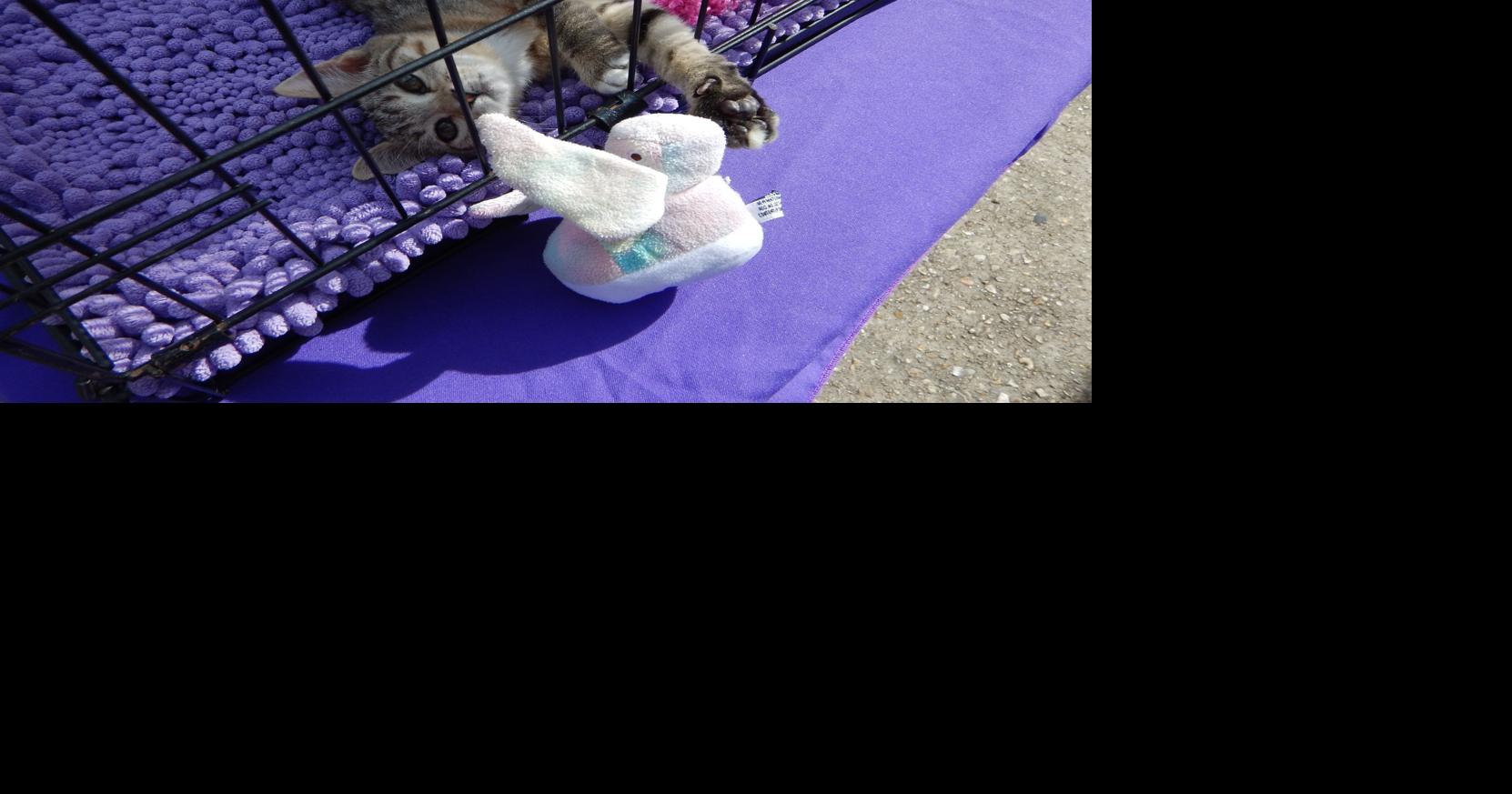 Baton Rouge is getting a cat cafe inside a new, no-kill cat shelter by end of year. See where.
