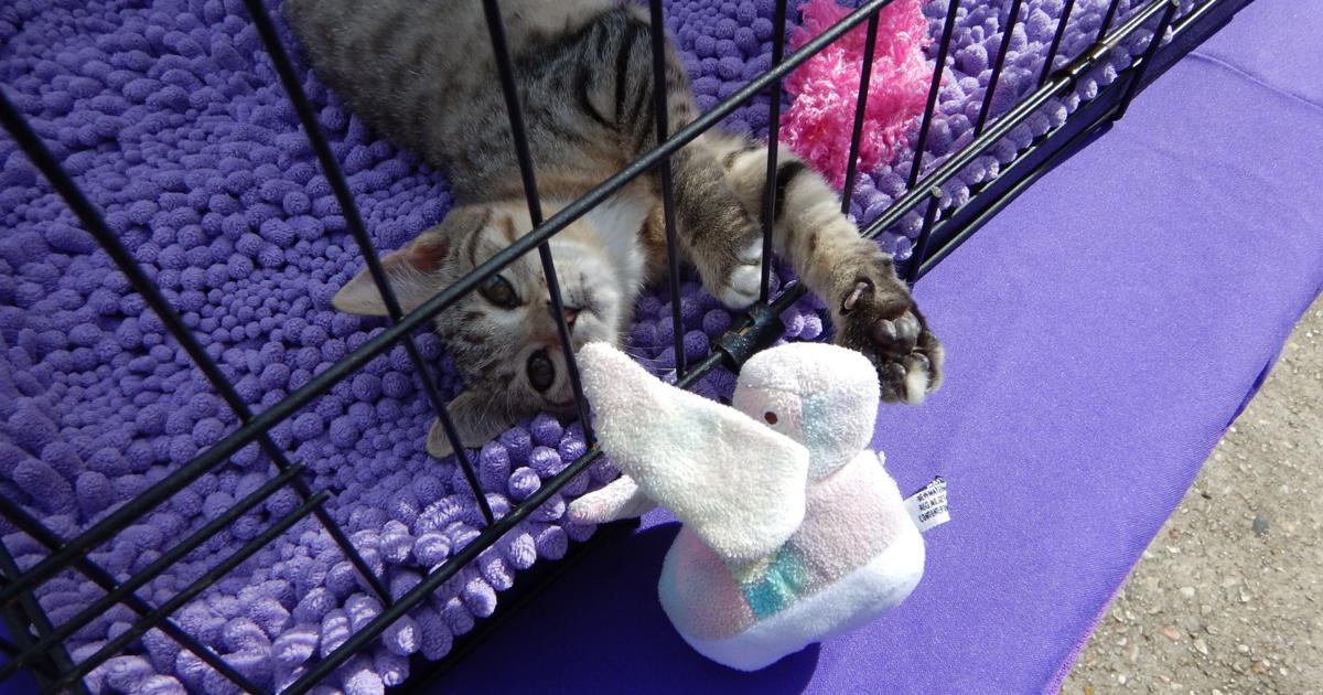 Baton Rouge is getting a cat cafe inside a new, no-kill cat shelter by end ...