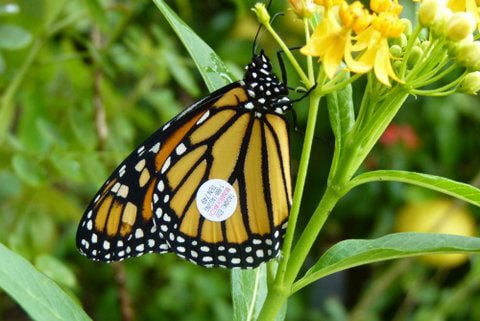 The 'Bug Lady' Uses Her Knowledge To Help Protect Monarch Butterflies ...