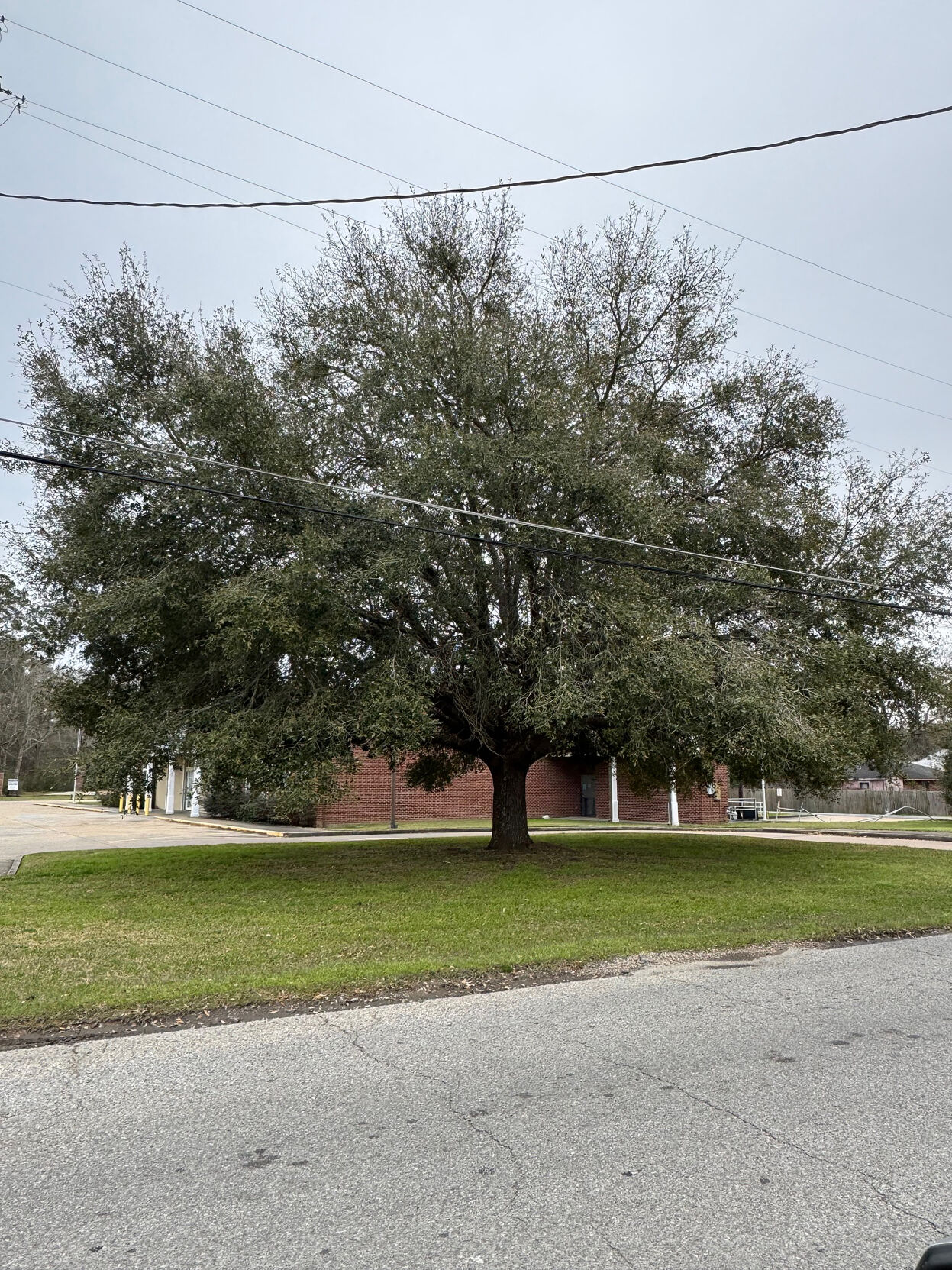 Post Office Oak Tree.jpg | | theadvocate.com