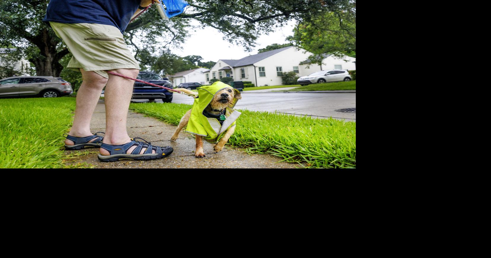NO.raindog.adv_1287.JPG