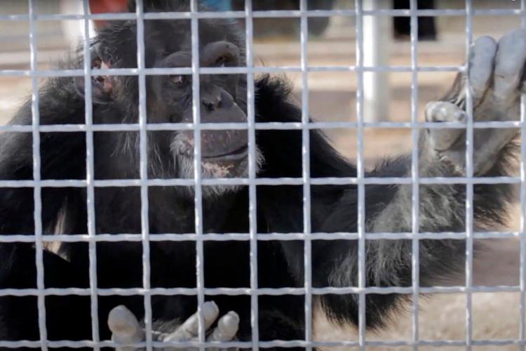 Louisiana's Chimp Haven will house retired research chimps | News ...