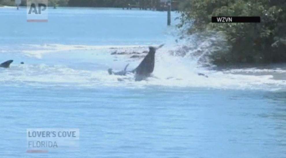 Dozens of whales stranded off southwestern Florida _lowres