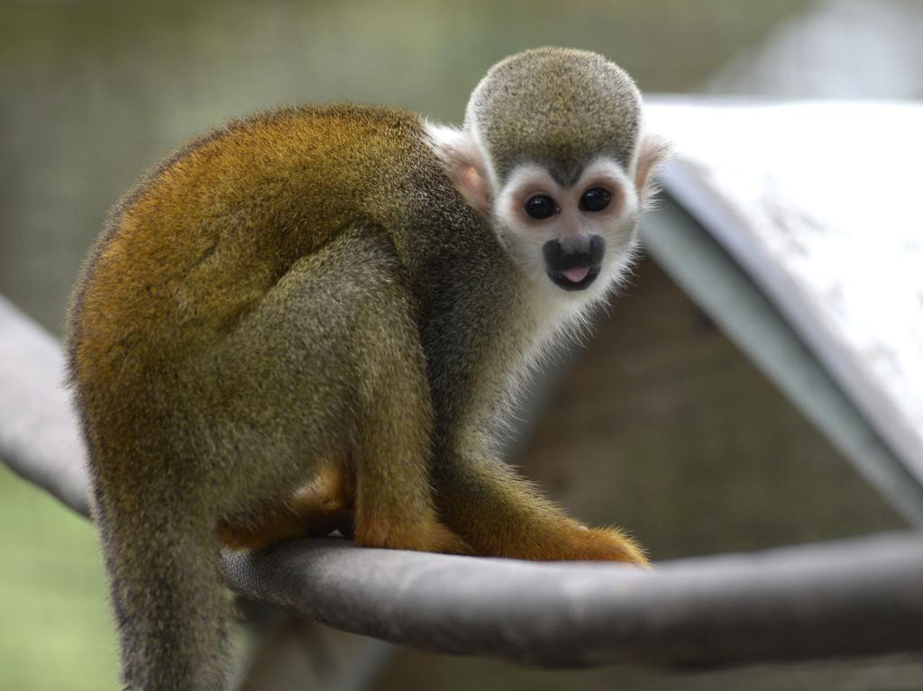 12 monkeys missing from Louisiana zoo as search for thief