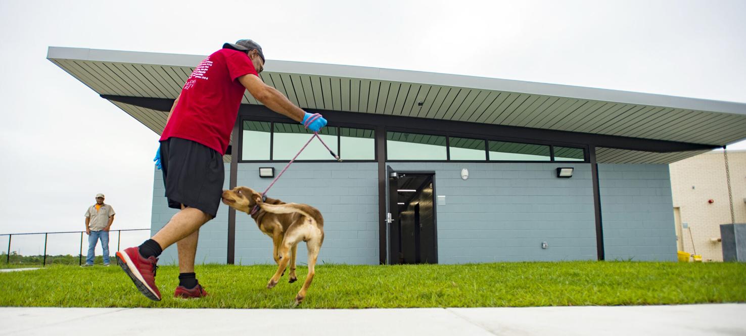 Photos Lafayette Animal Shelter staff move more than 200 animals to