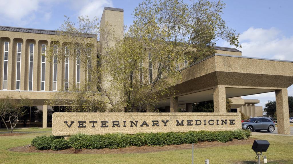 Two research dogs at LSU killed after accident; national group wants school  fined | Education 