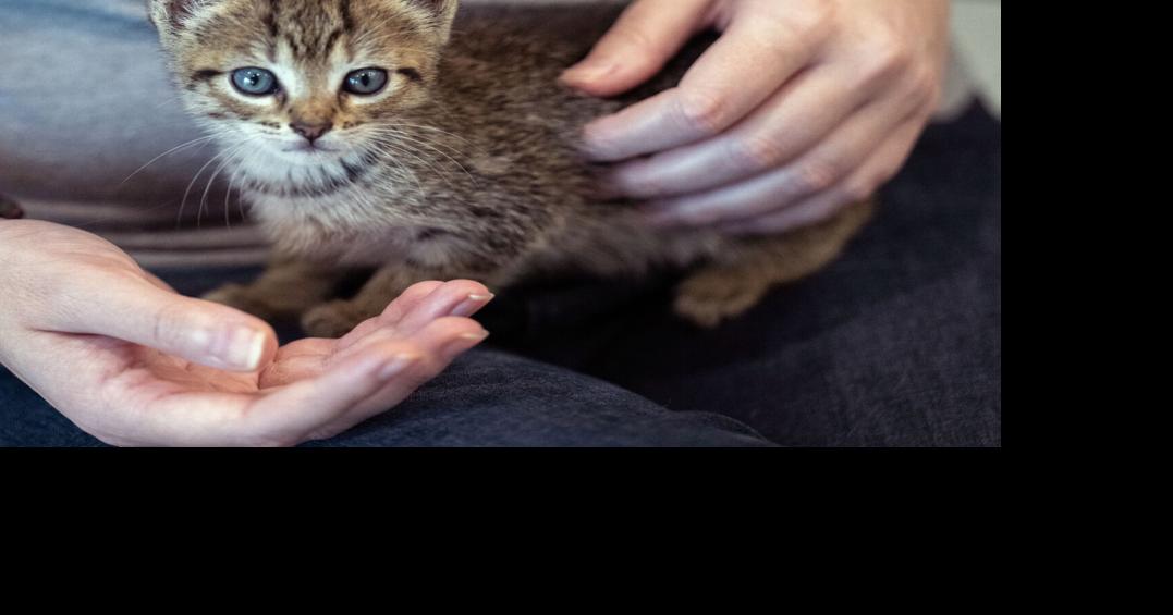Lafayette Animal Shelter pet adoptions free through Dec. 17 | Acadiana Home