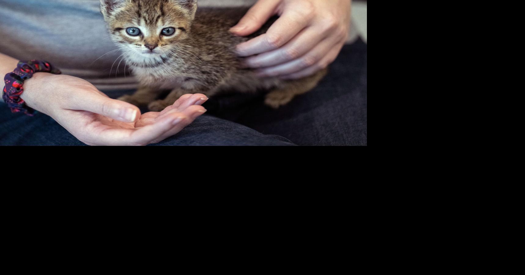 Adopciones de gatos y perros en el refugio de lafayette gratis hasta el 17 de diciembre 1