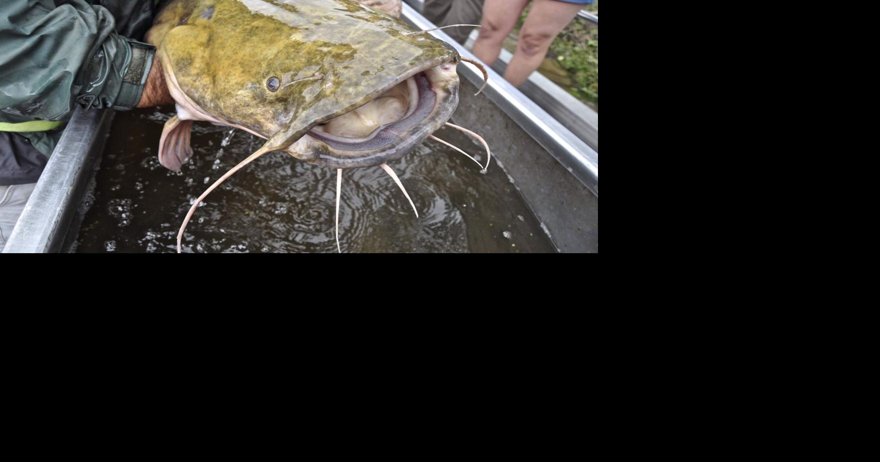 Half ton of illegal catfish seized from Garyville man, authorities say