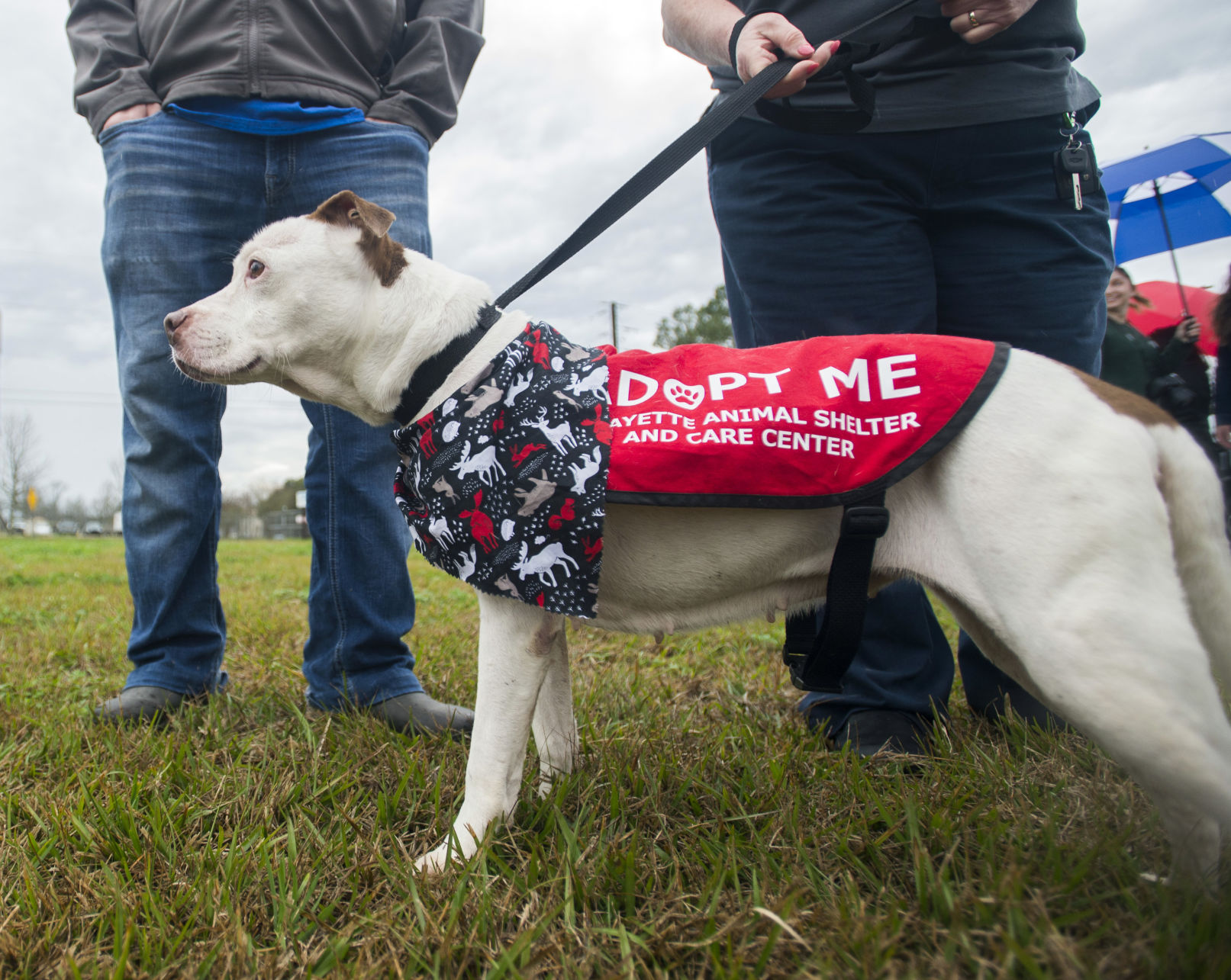 Robideaux: New Lafayette Parish Animal Shelter 'legacy' Project | News ...