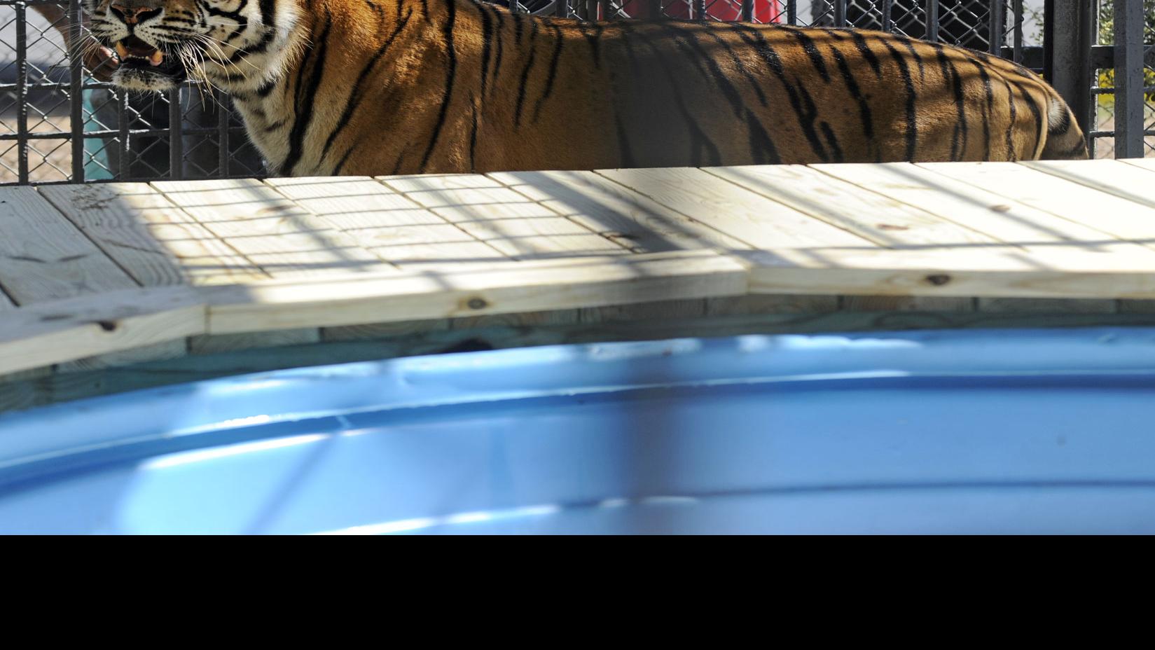 Tony The Grosse Tete Truck Stop Tiger Euthanized After Spending 17 Years As Roadside Attraction News Theadvocate Com