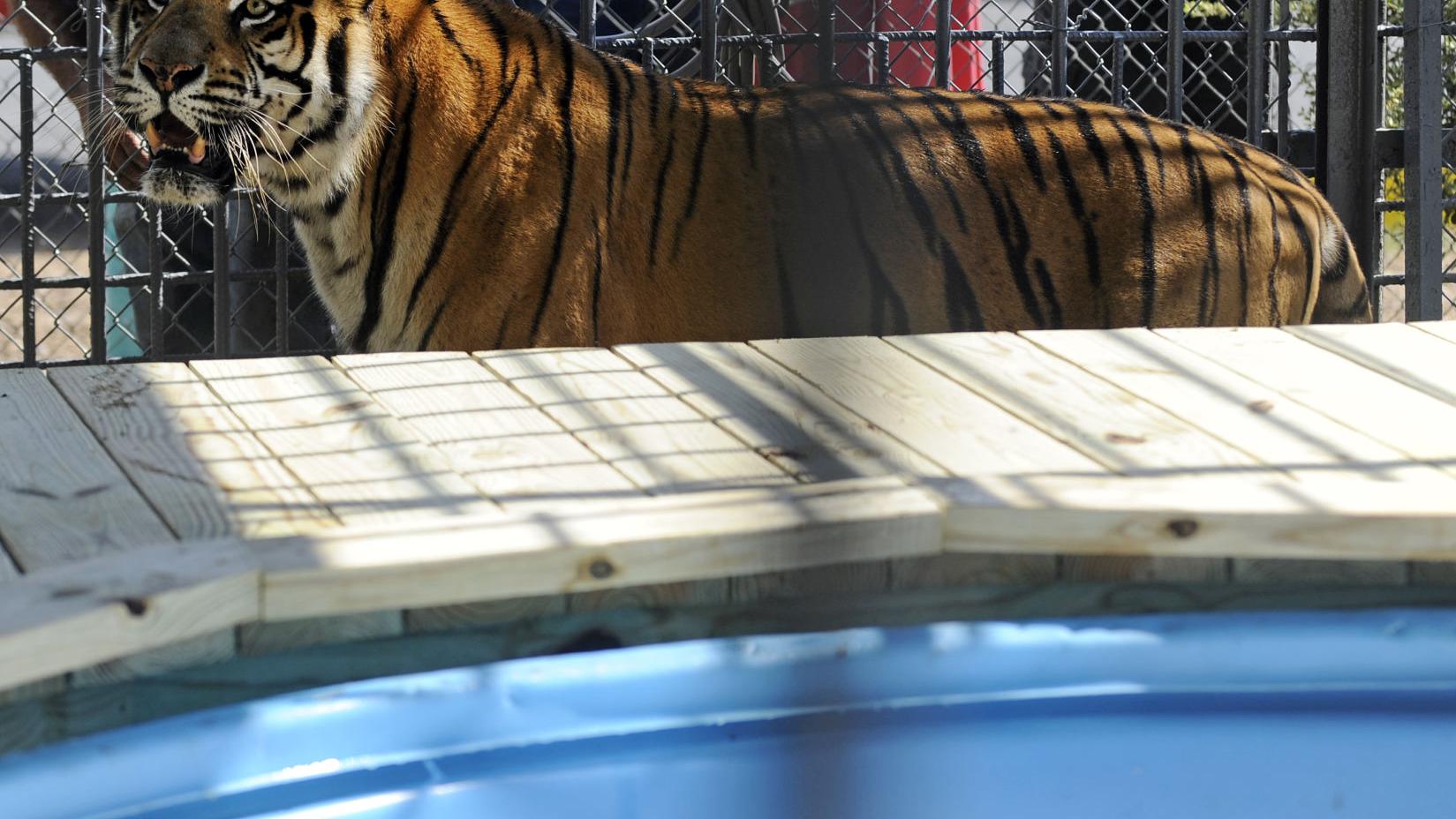 Tony The Grosse Tete Truck Stop Tiger Euthanized After Spending 17 Years As Roadside Attraction News Theadvocate Com