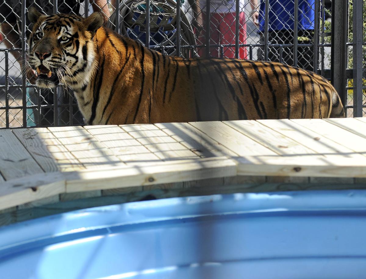 Tony, the Grosse Tete truck stop tiger, euthanized after spending 17