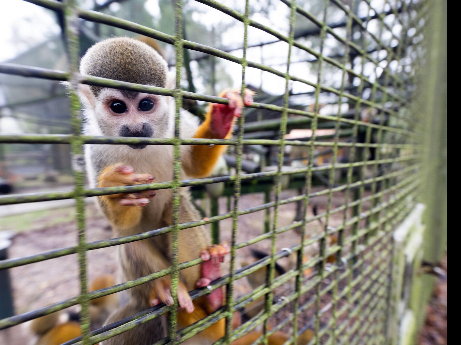 12 monkeys missing from Louisiana zoo as search for thief, monkey