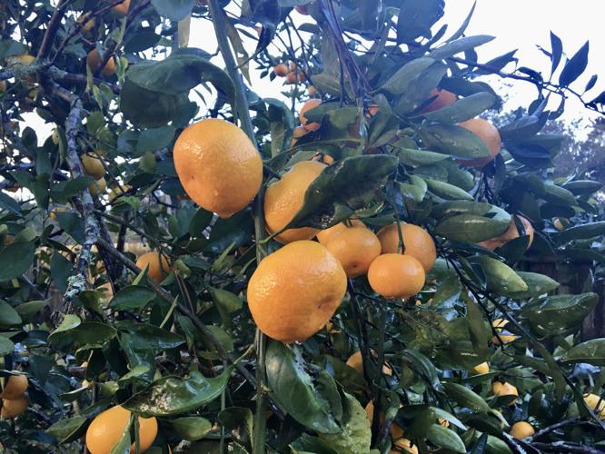 Now is the time to harvest and plant satsumas in Louisiana