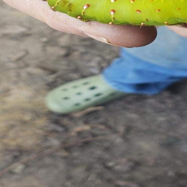 Lsu Garden News It S Time For Caterpillars Butterflies And Moths Oh My Entertainment Life Theadvocate Com