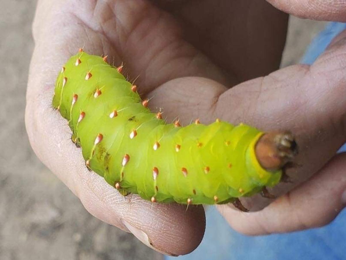 Lsu Garden News It S Time For Caterpillars Butterflies And Moths Oh My Entertainment Life Theadvocate Com Lsu Garden News It S Time For Caterpillars Butterflies And Moths Oh My Entertainment Life Theadvocate Com