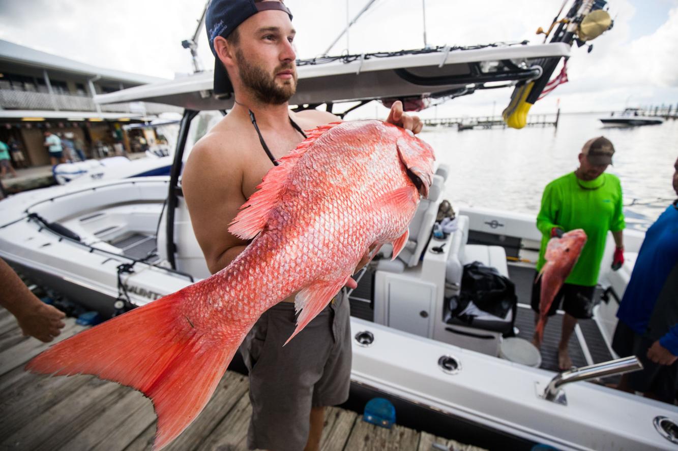 Louisiana has a 'red snapper abundance'; Why the jump, and what that