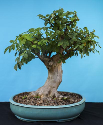 NO.bonsai.io.081322.07.jpg | | theadvocate.com