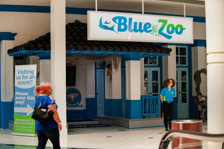 Blue zoo.jpg
